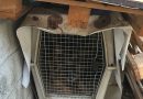 Une chienne de sécurité de 11 ans enfermée dans une cage jour et nuit sauvée par la Fondation 30 Millions d’Amis