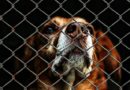 Val-de-Marne : des faux agents de sécurité cynophile en situation irrégulière, un chien de sécurité pendu, 6 autres sauvés par la Fondation 30 Millions d’Amis